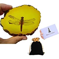 Los mejores  - Amber Fossil Insect con bolsa de regalo y tarjeta de regalo-Especimen de grado museo-Insecto natural ámbar artificial